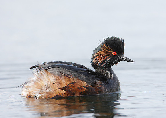 Black-necked Grebe Podiceps nigricollis