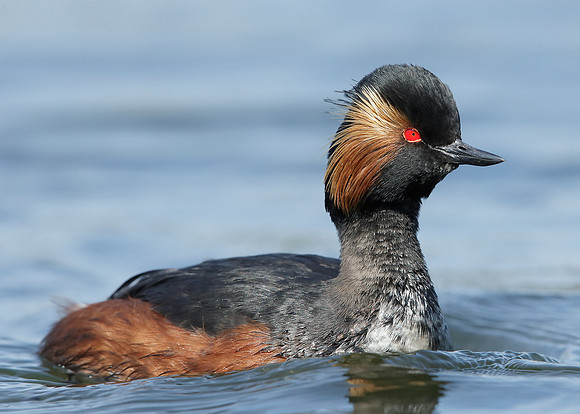 Black-necked Grebe Podiceps nigricollis