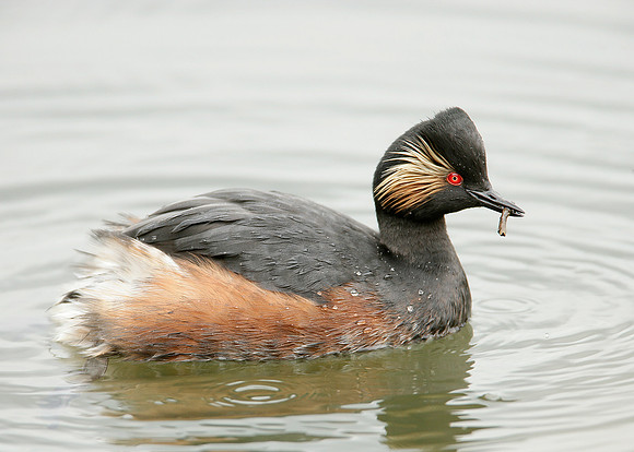 Black-necked Grebe Podiceps nigricollis