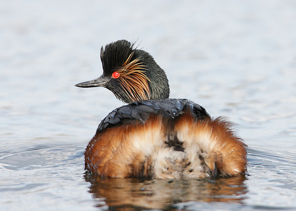 Black-necked Grebe Podiceps nigricollis