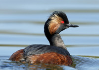 Black-necked Grebe Podiceps nigricollis