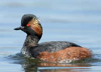 Black-necked Grebe Podiceps nigricollis