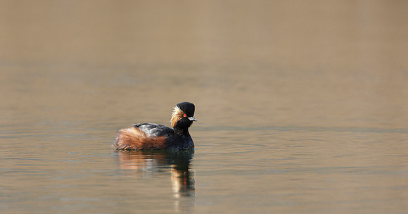 Black-necked Grebe Podiceps nigricollis