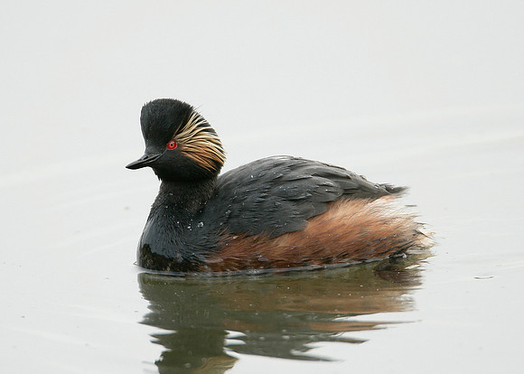 Black-necked Grebe Podiceps nigricollis
