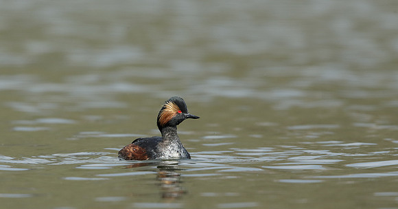 Black-necked Grebe Podiceps nigricollis