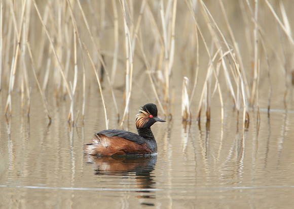 Black-necked Grebe Podiceps nigricollis