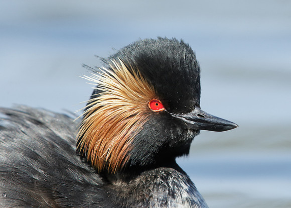 Black-necked Grebe Podiceps nigricollis