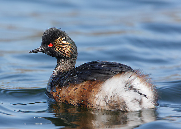 Black-necked Grebe Podiceps nigricollis