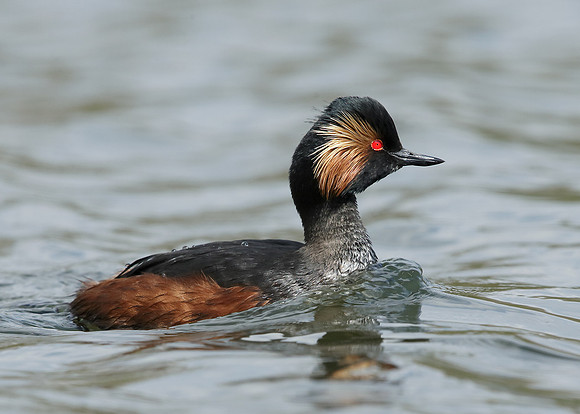 Black-necked Grebe Podiceps nigricollis