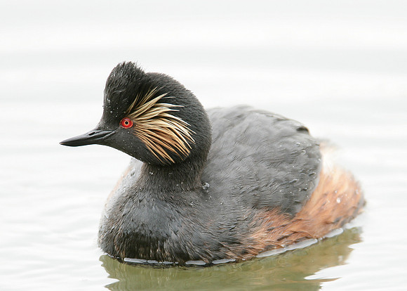 Black-necked Grebe Podiceps nigricollis