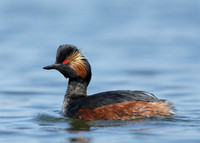 Black-necked Grebe Podiceps nigricollis