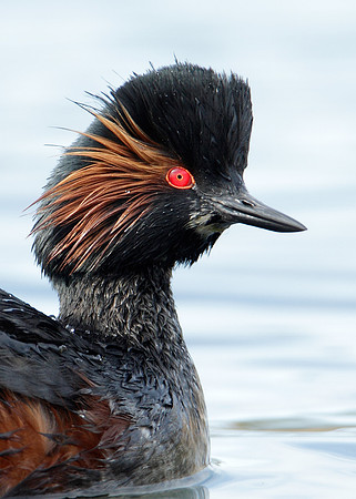 Black-necked Grebe Podiceps nigricollis