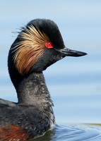 Black-necked Grebe Podiceps nigricollis