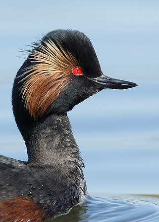 Black-necked Grebe Podiceps nigricollis