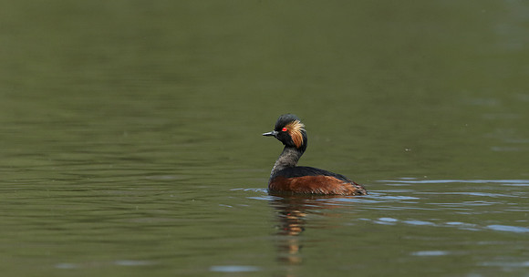 Black-necked Grebe Podiceps nigricollis