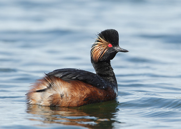 Black-necked Grebe Podiceps nigricollis