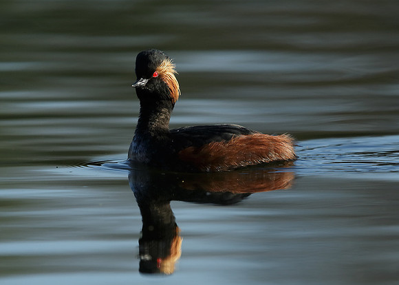 Black-necked Grebe Podiceps nigricollis
