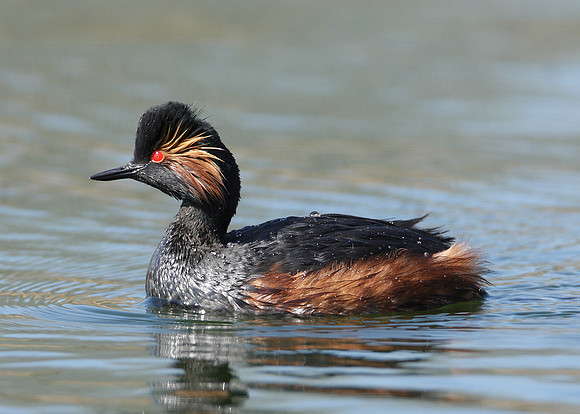 Black-necked Grebe Podiceps nigricollis