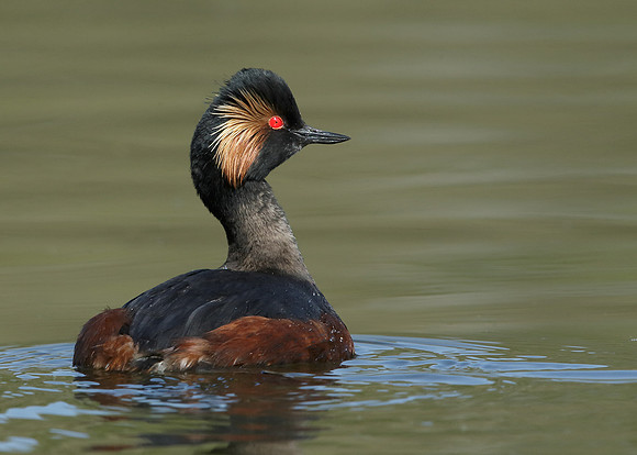 Black-necked Grebe Podiceps nigricollis