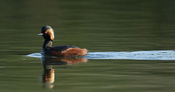 Black-necked Grebe Podiceps nigricollis