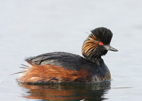 Black-necked Grebe Podiceps nigricollis