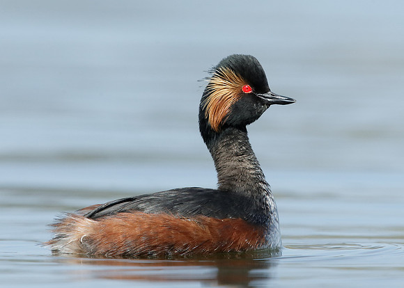 Black-necked Grebe Podiceps nigricollis
