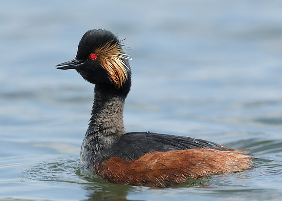 Black-necked Grebe Podiceps nigricollis