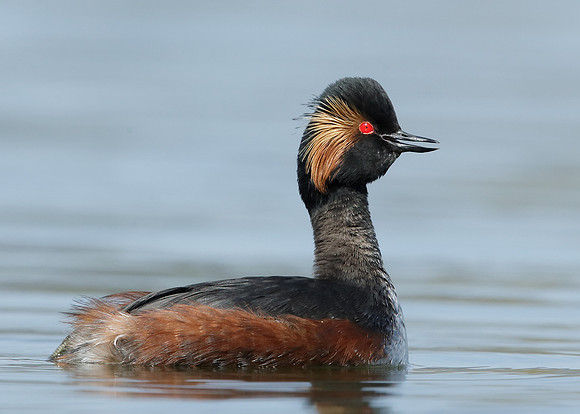 Black-necked Grebe Podiceps nigricollis