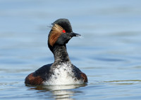 Black-necked Grebe Podiceps nigricollis