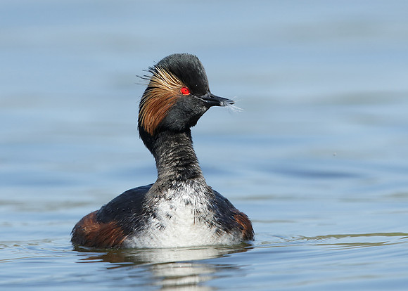 Black-necked Grebe Podiceps nigricollis