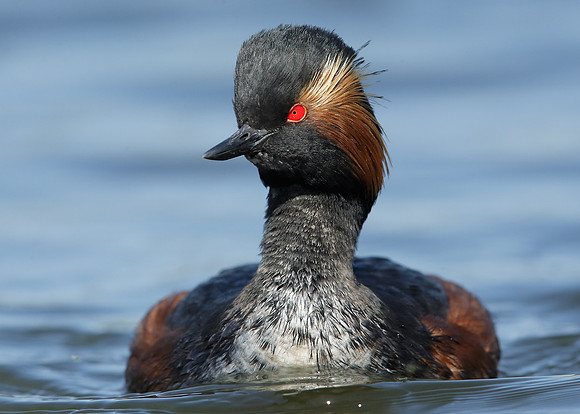 Black-necked Grebe Podiceps nigricollis