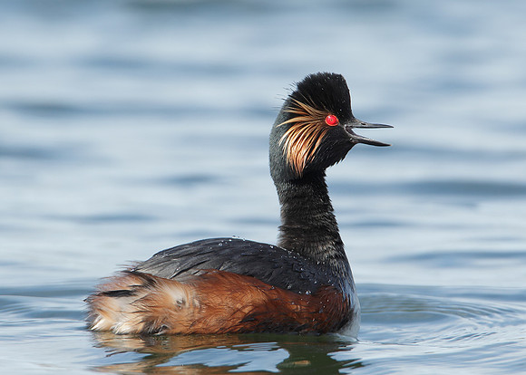 Black-necked Grebe Podiceps nigricollis
