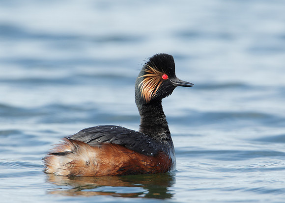 Black-necked Grebe Podiceps nigricollis