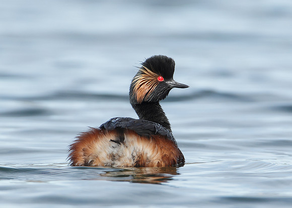 Black-necked Grebe Podiceps nigricollis