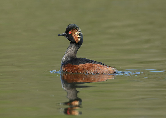 Black-necked Grebe Podiceps nigricollis