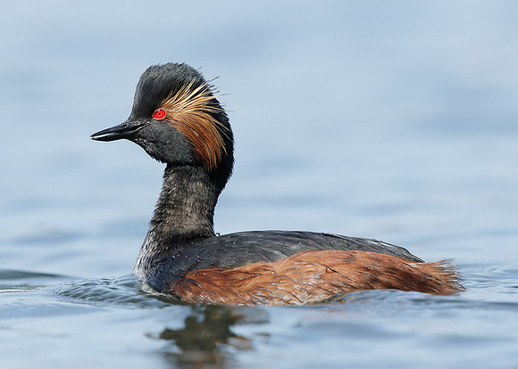Black-necked Grebe Podiceps nigricollis