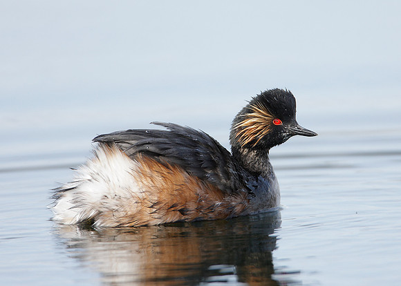 Black-necked Grebe Podiceps nigricollis