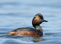 Black-necked Grebe Podiceps nigricollis