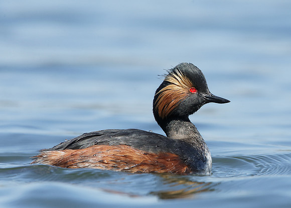 Black-necked Grebe Podiceps nigricollis