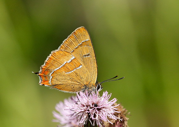 Brown Hairstreak Thecla betulae