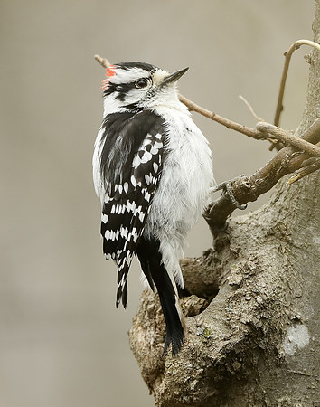 Downy Woodpecker Picoides pubescens