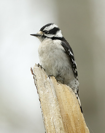 Downy Woodpecker Picoides pubescens