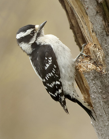 Downy Woodpecker Picoides pubescens