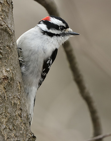 Downy Woodpecker Picoides pubescens