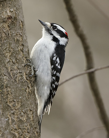 Downy Woodpecker Picoides pubescens