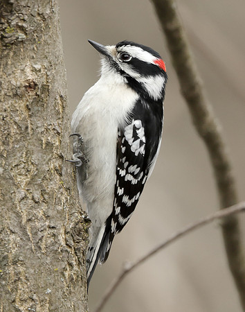 Downy Woodpecker Picoides pubescens