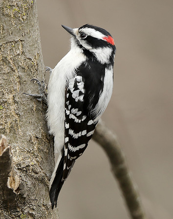 Downy Woodpecker Picoides pubescens