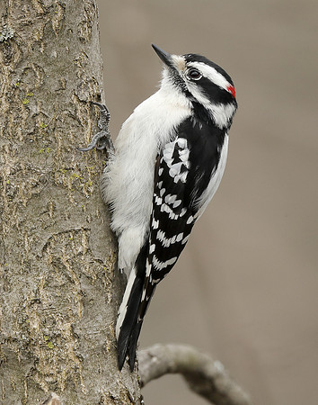 Downy Woodpecker Picoides pubescens
