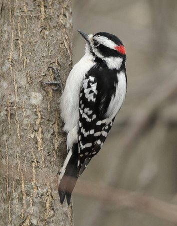 Downy Woodpecker Picoides pubescens