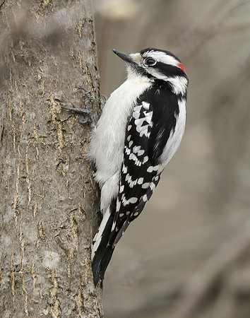 Downy Woodpecker Picoides pubescens